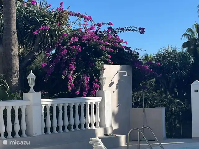 Appartement privé Alegría + piscine | Espagne, Costa del Sol, Mijas Costa - appartement Beau bougainvillier en fleurs en décembre.
