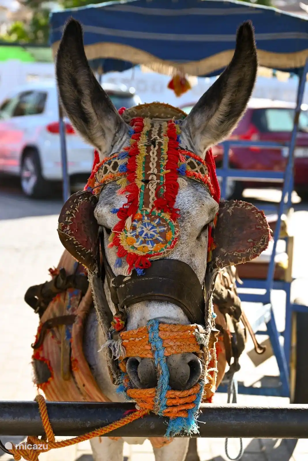 Esel in Mijas Pueblo