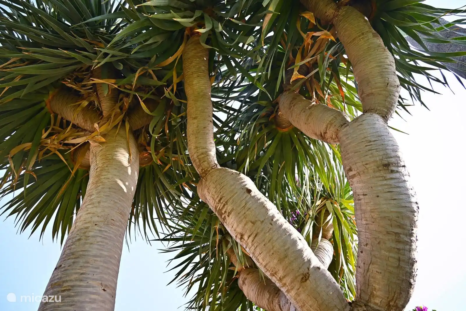 Schönes Bild von einem Baum im Garten.
