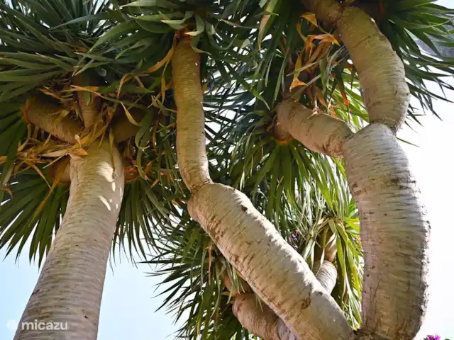 Appartement privé Alegría + piscine | Espagne, Costa del Sol, Mijas Costa - appartement Belle photo d’un arbre dans le jardin.