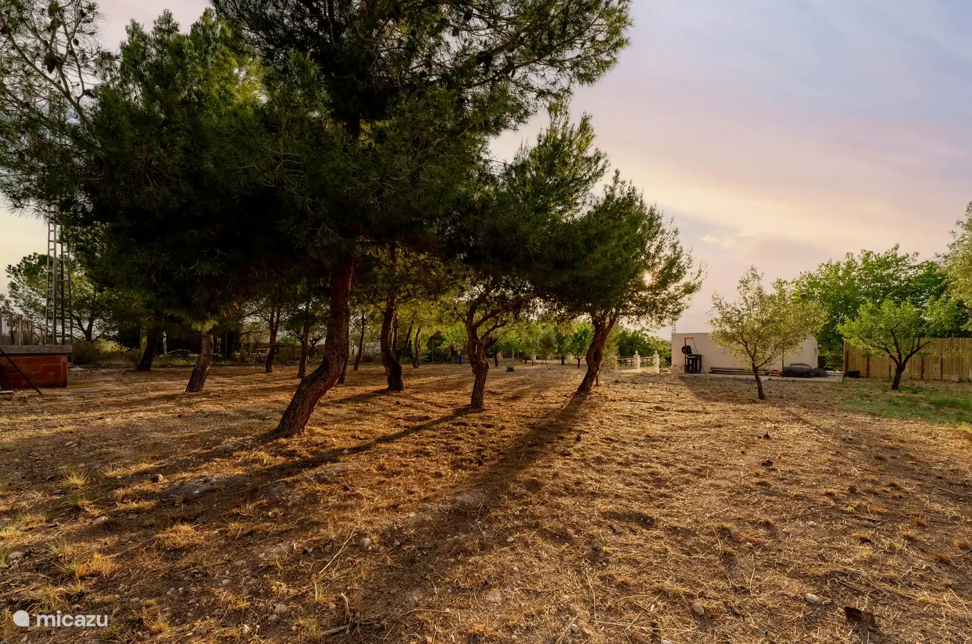 Land met allerei bomen