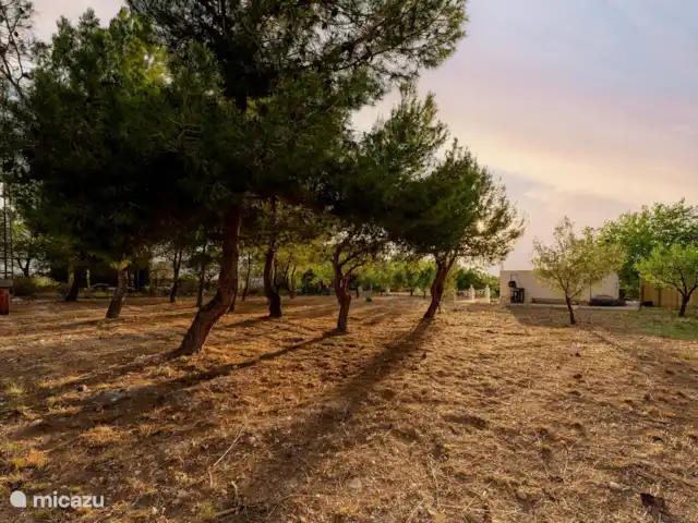 Villa avec piscine privée-Alicante | Espagne, Costa Blanca, Sax - maison de vacances Terrain avec toutes sortes d’arbres