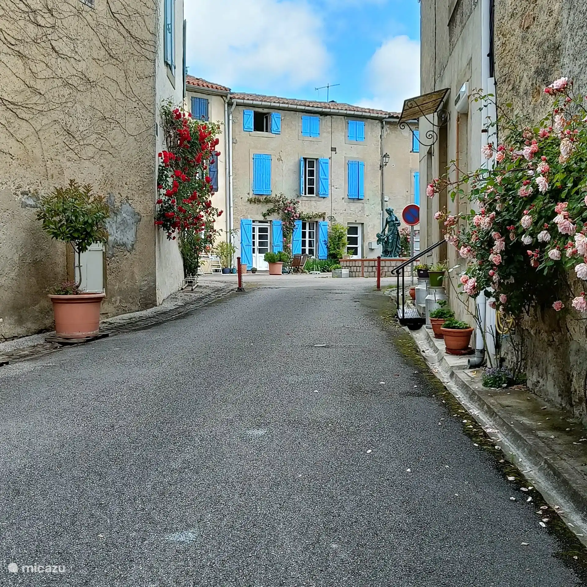 Die Rosen stehen im Frühling in voller Blüte