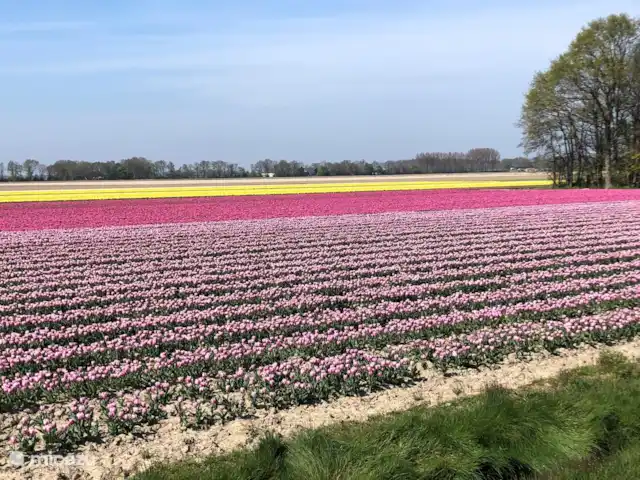 Villa Efkes Pypskoft | Pays-Bas, Frise, Lemmer - maison de vacances tulipes en mai