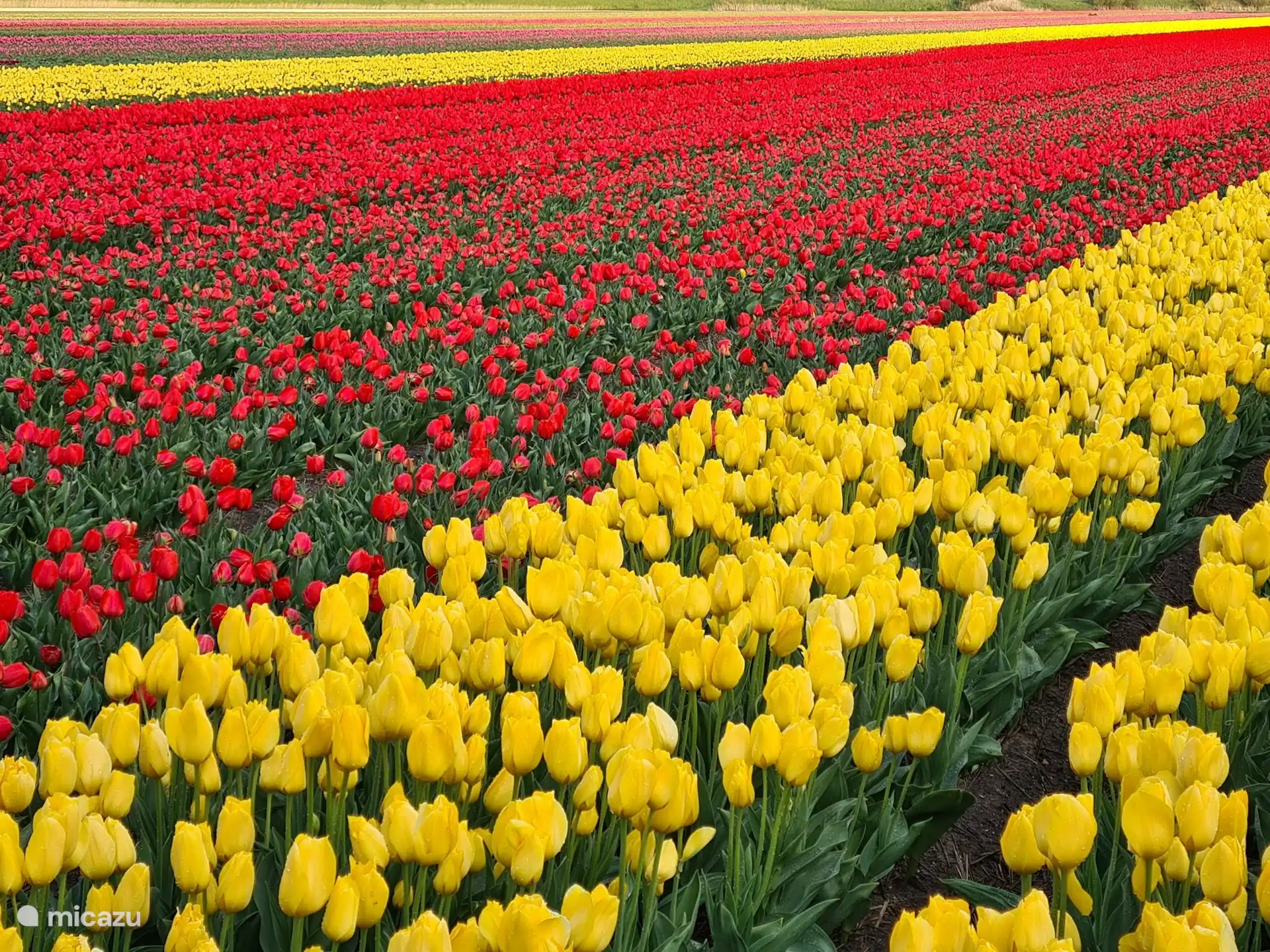 In den Monaten April/Mai bleiben Sie buchstäblich inmitten der Blumenzwiebelfelder.