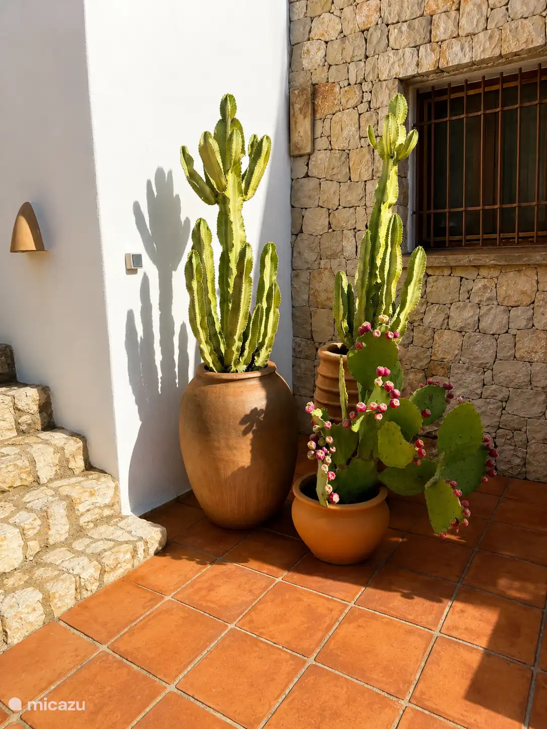 Zonnig mediterraan terras met cactussen