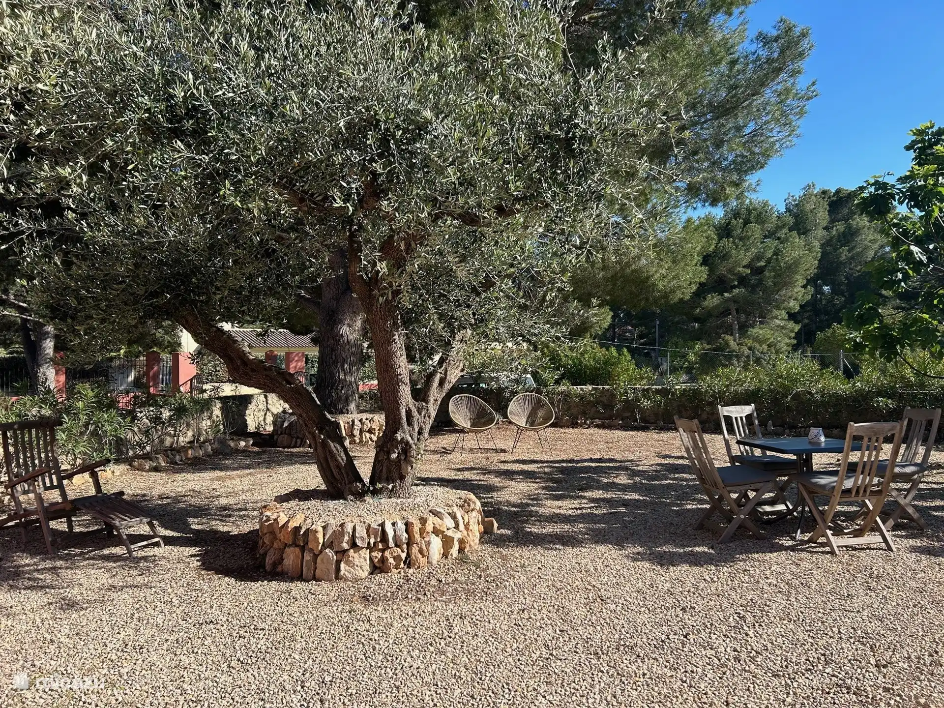 Heerlijke tuin met oude olijfboom, vijg, omringd door oleanders, s'zomers in bloei