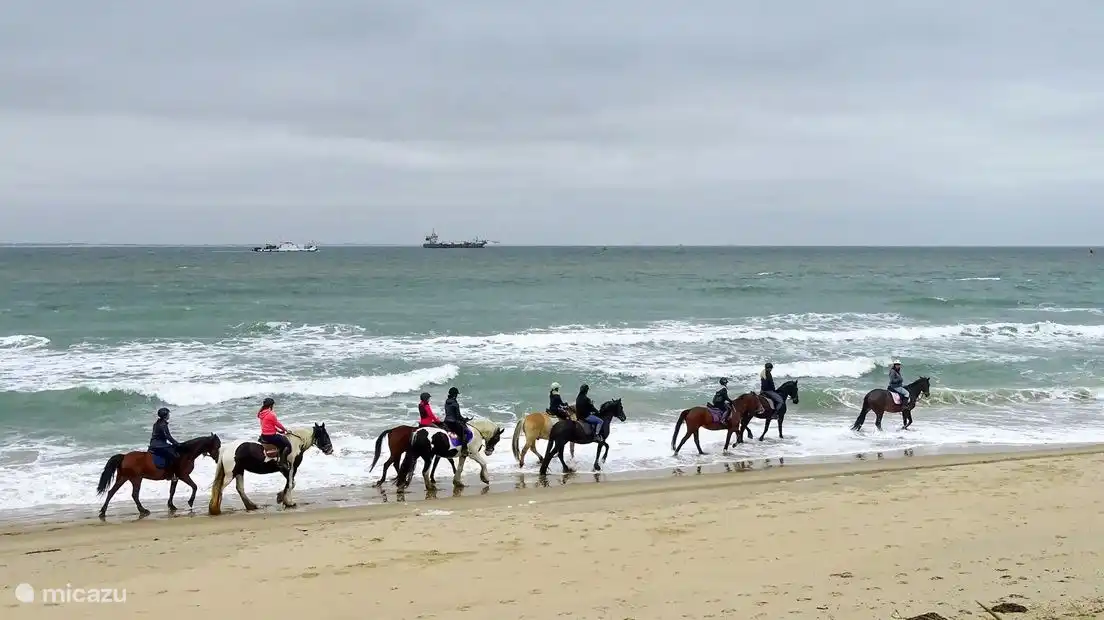 Reiten am Strand von Zeeland. In Dishoek ist die Isländerreitschule eine gute Option, anderswo auf Walcheren haben wir schöne Erfahrungen mit dem Ponyhof Aagtekerke gemacht 
