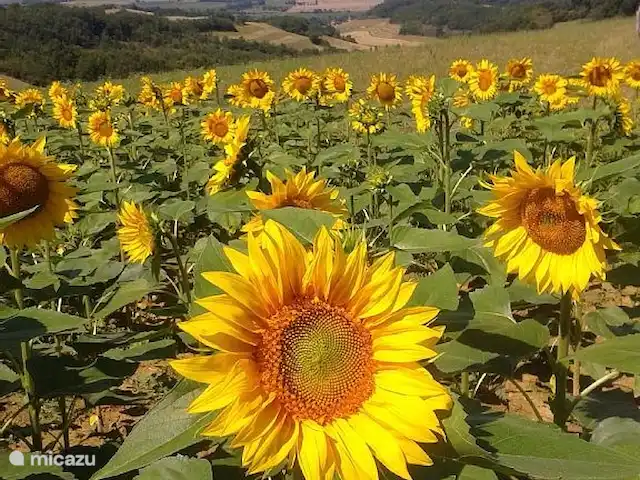 Maison Pech Bardat | France, Lot-et-Garonne, Lacepede - maison de vacances Vue d'un des champs environnants