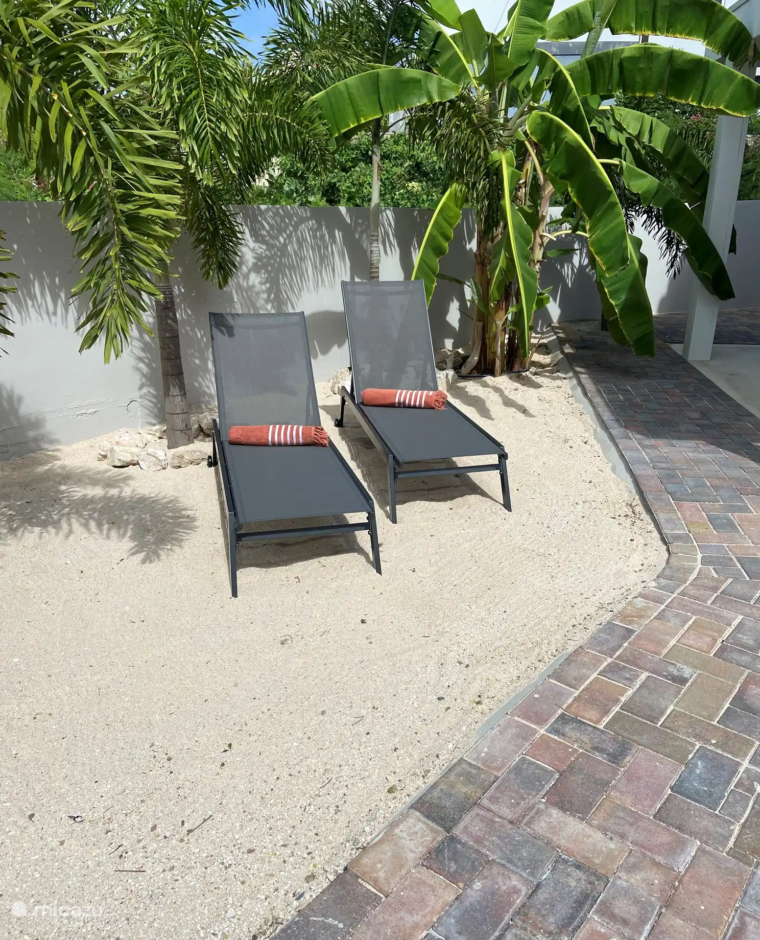 Votre propre bananier dans votre jardin, si vous avez de la chance, il y en aura un bouquet accroché là-bas.