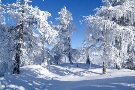 Encantador paisaje invernal 