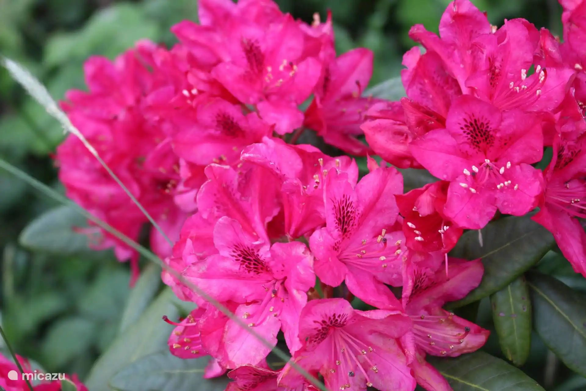Eine der vielen Blumenarten, die in unserem Garten ausgestellt sind