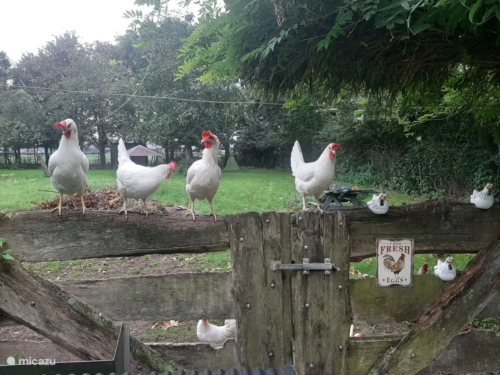 Unsere Hühner haben völlige Freiheit und lassen sich frei im Garten öffnen. Vielleicht legen sie ein Ei für dich.