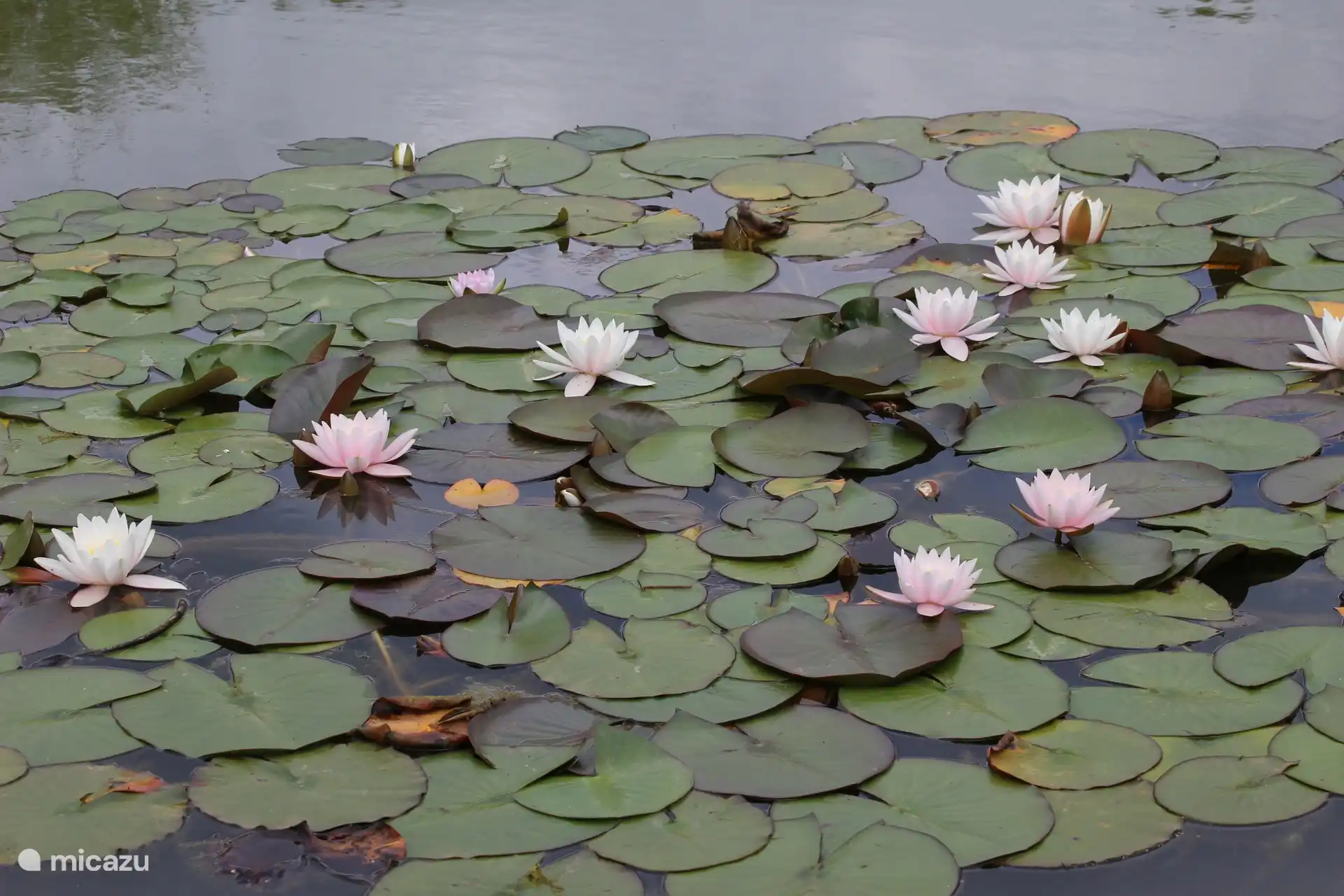 Seerosen im Teich