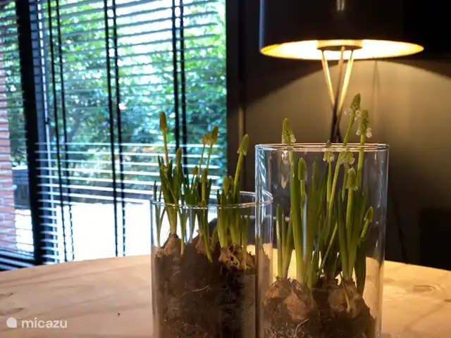 Location de Vacances Pays-Bas, Overijssel, Rheezerveen, maison de vacances - Cabane Bien-être Naguøll | 65 Atmosphère