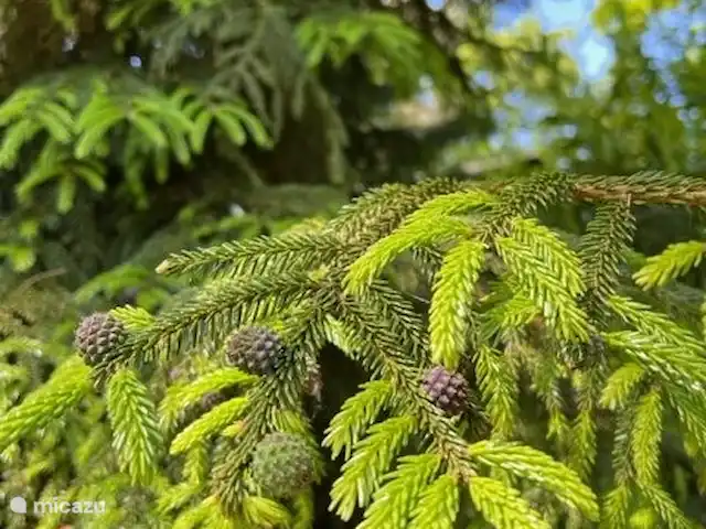 Location de Vacances Pays-Bas, Overijssel, Rheezerveen, maison de vacances - Cabane bien-être Nykøll | 66 Environnement