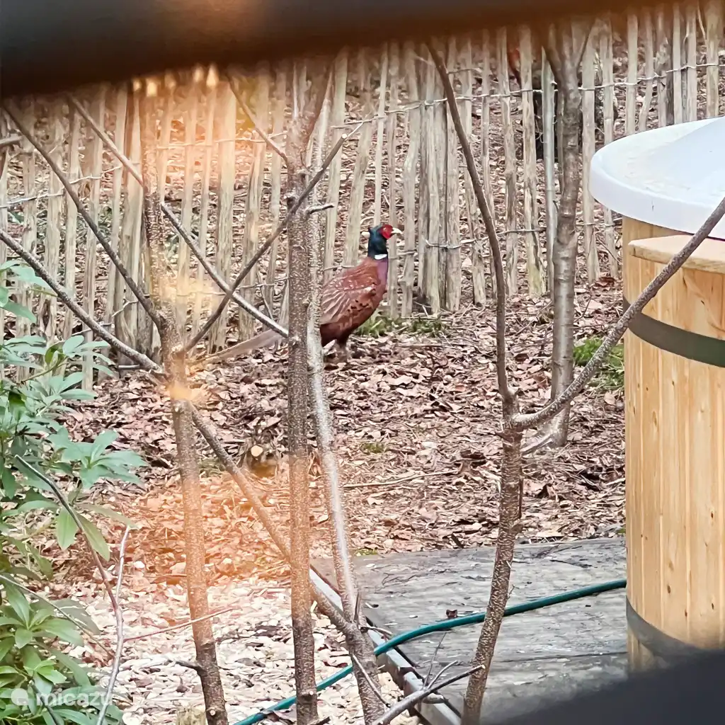 Sfeerbeeld achtertuin