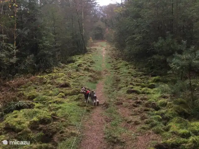 Chalet Veluwebos avec bain à remous. | Pays-Bas, Gueldre, Wells - chalet De notre parc directement dans la forêt. Heures de marche