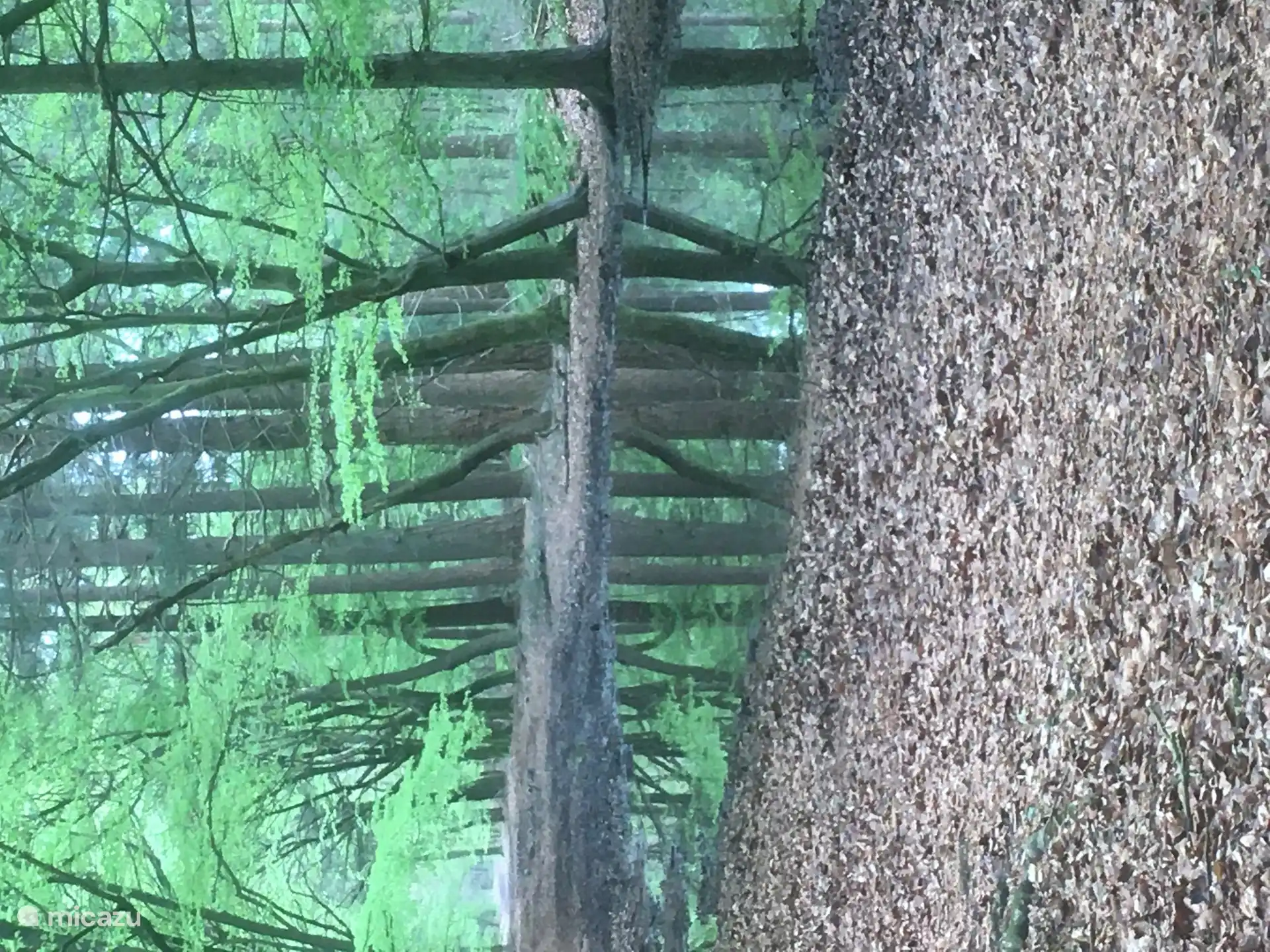 Beautiful even when it has rained 