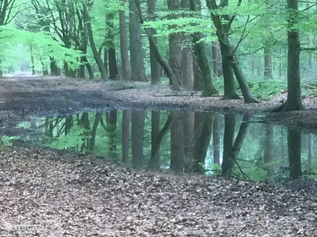Chalet Veluwebos avec bain à remous. | Pays-Bas, Gueldre, Wells - chalet Magnifique même quand il a plu