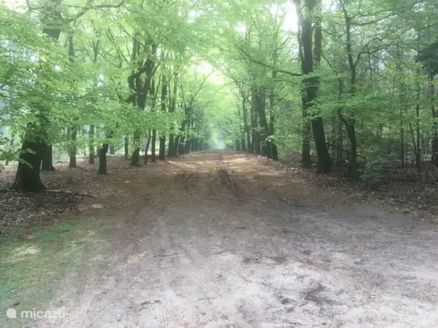 Chalet Veluwebos avec bain à remous. | Pays-Bas, Gueldre, Wells - chalet à 5 minutes de chez nous