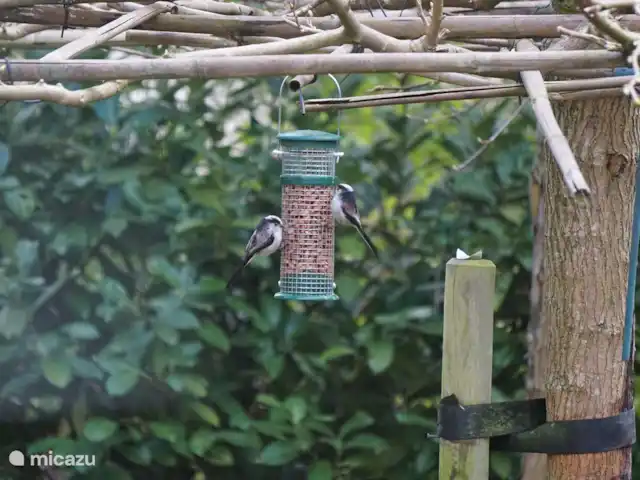 Chalet Veluwebos avec bain à remous. | Pays-Bas, Gueldre, Wells - chalet Beaucoup d'oiseaux dans le jardin.