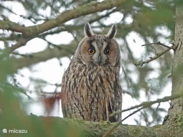 Chalet Veluwebos avec bain à remous. | Pays-Bas, Gueldre, Wells - chalet Si tu as beaucoup de chance