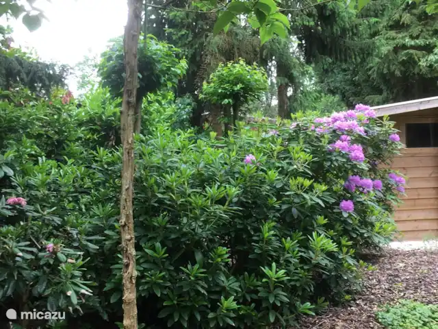 Chalet Veluwebos avec bain à remous. | Pays-Bas, Gueldre, Wells - chalet Printemps