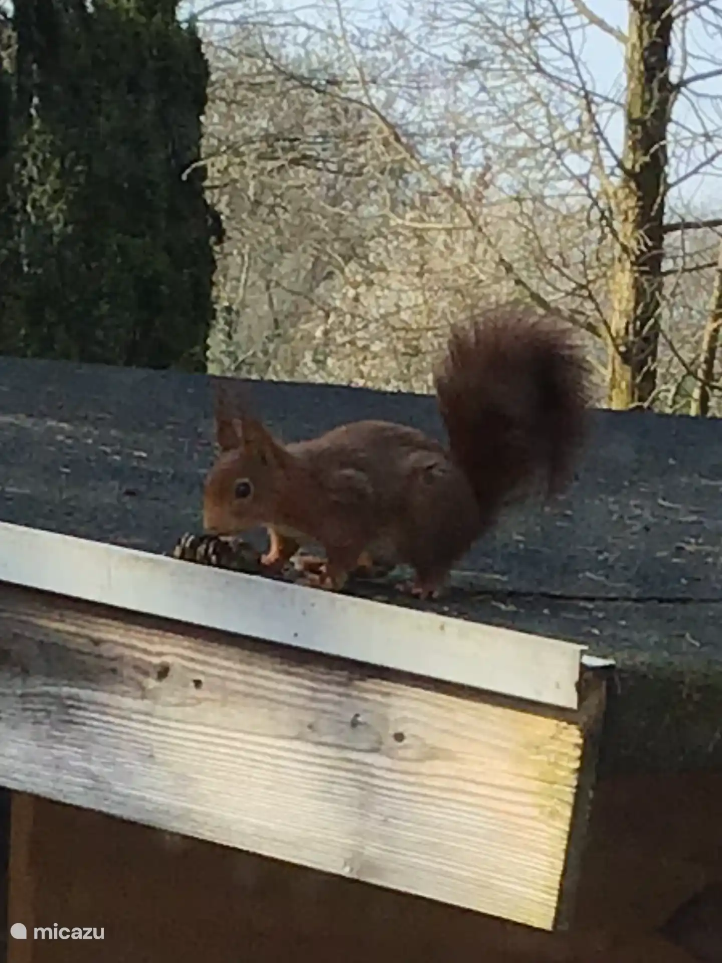 Visit from the squirrel