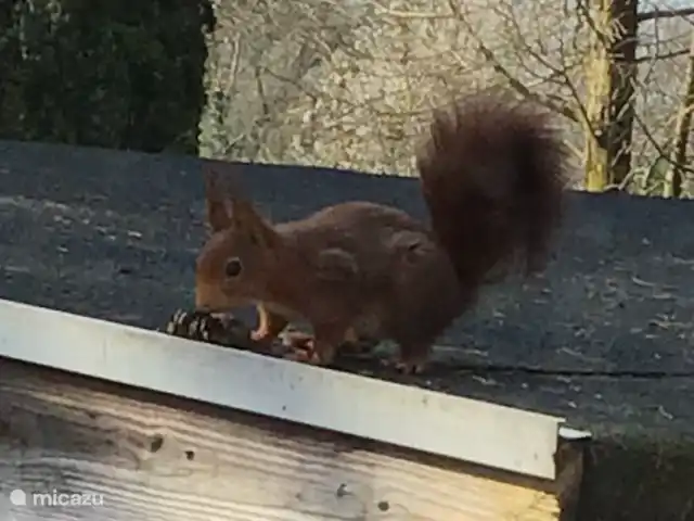 Chalet Veluwebos avec bain à remous. | Pays-Bas, Gueldre, Wells - chalet Visite de l'écureuil
