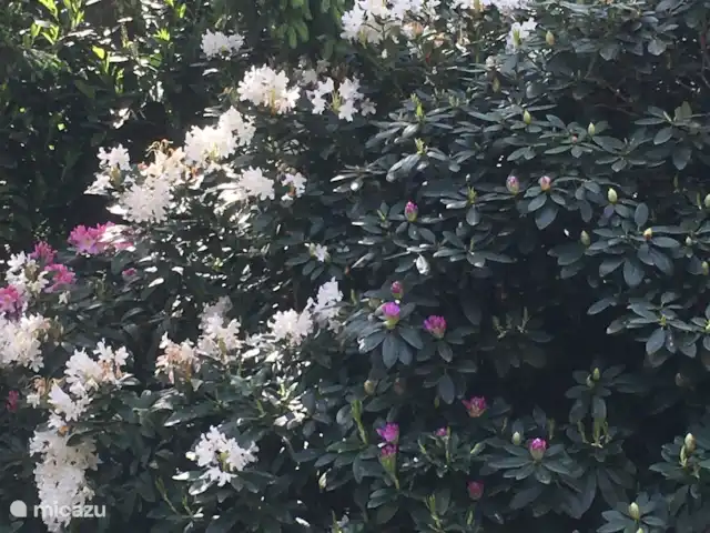 Chalet Veluwebos avec bain à remous. | Pays-Bas, Gueldre, Wells - chalet Jardin