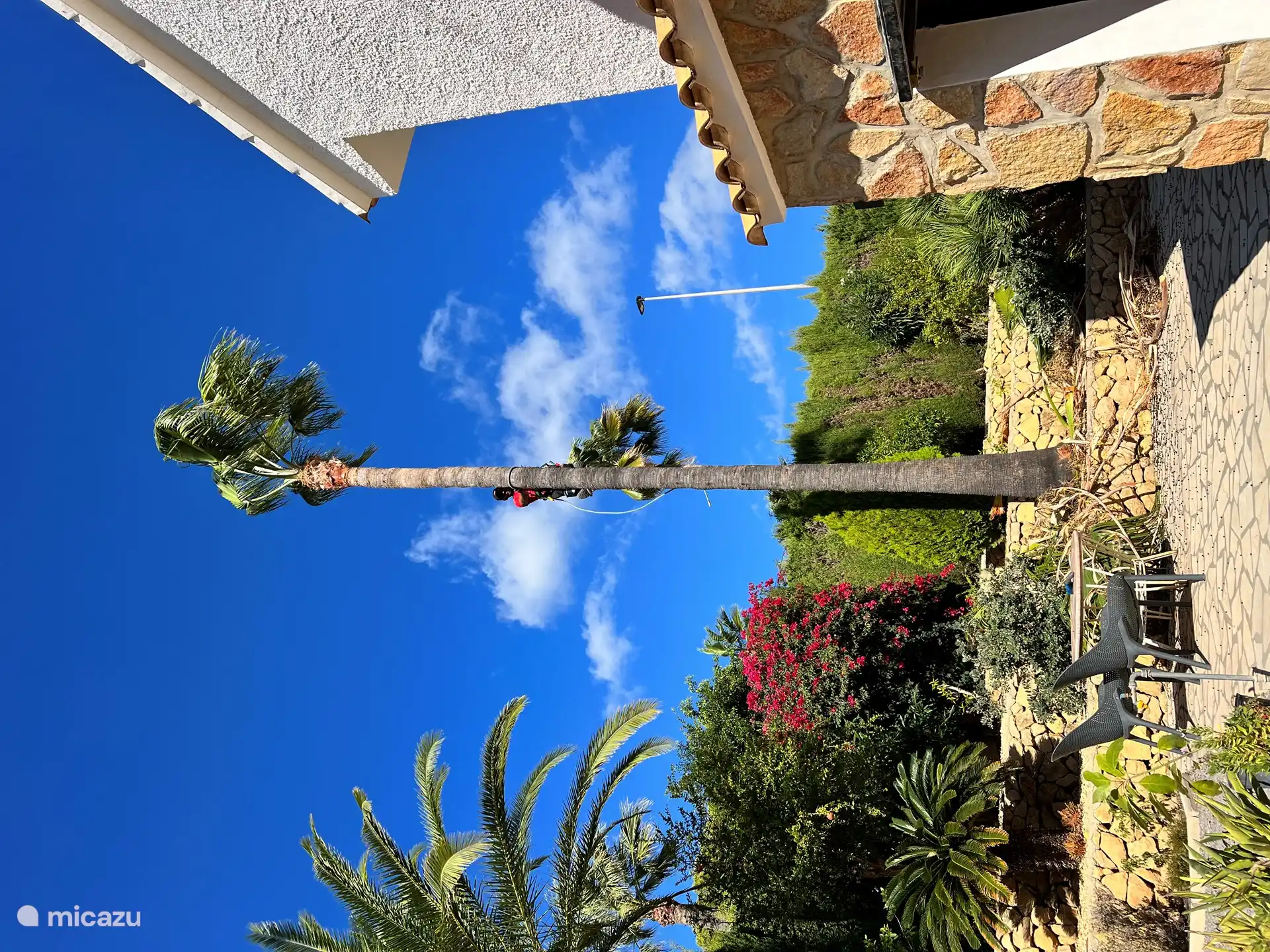 Igual que este chico alto. Tendrías que trepar para podar la palmera. 