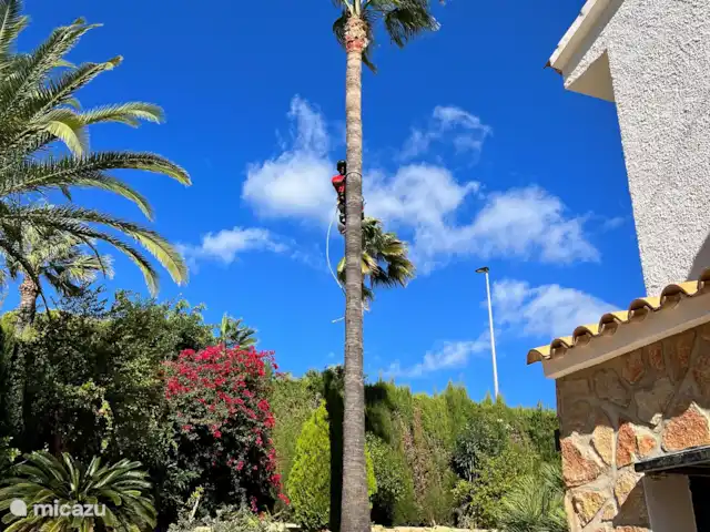 Casa Prima huren in Spanje, Costa Blanca, Alfáz del Pi - appartement Net als deze hoge jongen. Je zou er maar in moeten klimmen om de palm te snoeien.