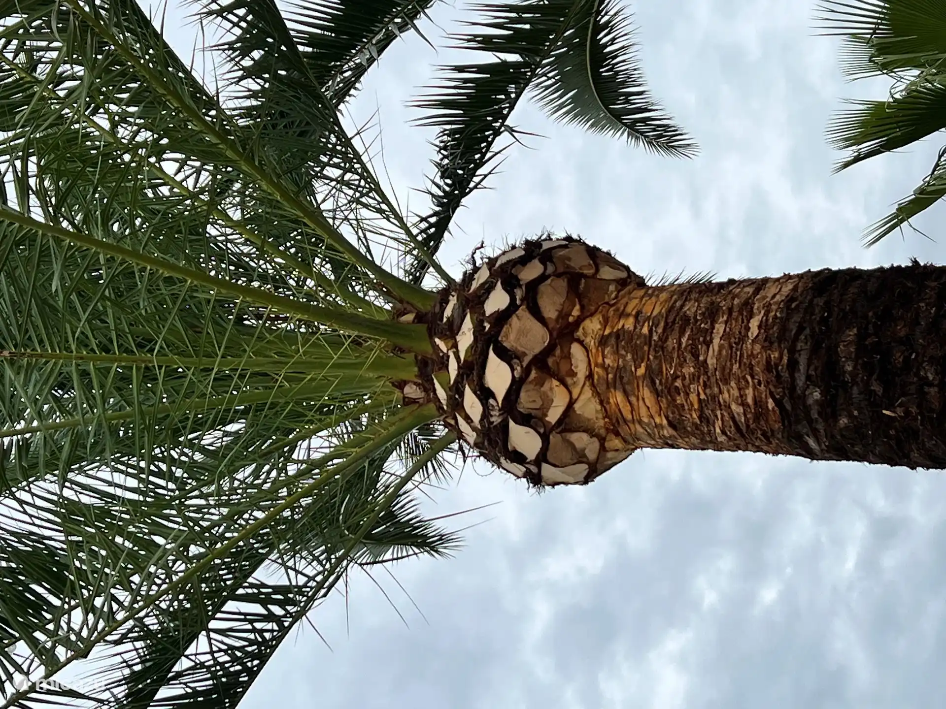 Esta hermosa palmera es el orgullo del jardín y ofrece una maravillosa sombra natural en los días calurosos. ¡Un verdadero pedazo de paraíso tropical!

