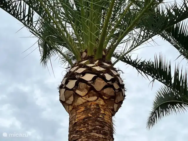 Casa Prima huren in Spanje, Costa Blanca, Alfáz del Pi - appartement Deze prachtige palmboom is de trots van de tuin en biedt op warme dagen heerlijke natuurlijke schaduw. Een echt stukje tropisch paradijs!