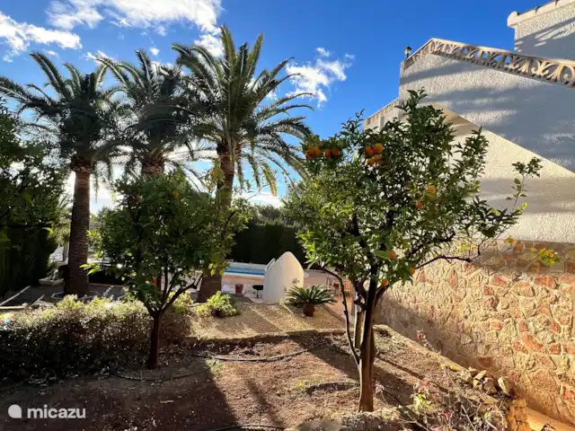 Casa Prima huren in Spanje, Costa Blanca, Alfáz del Pi - appartement De fruitbomen in de tuin zorgen niet alleen voor een mediterrane sfeer, maar ook voor een smaakvolle verrassing. Vers geplukt smaakt altijd beter!