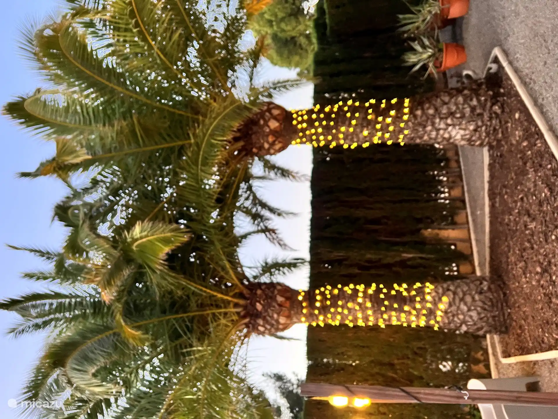 Incluso en invierno, estas palmeras aportan un ambiente festivo. Con las luces de Navidad, se siente como una combinación mágica de sol y vacaciones.