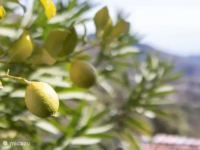 Villa las Flores Apartamento en España, Andalucía, Cómpeta - apartamento Impresión