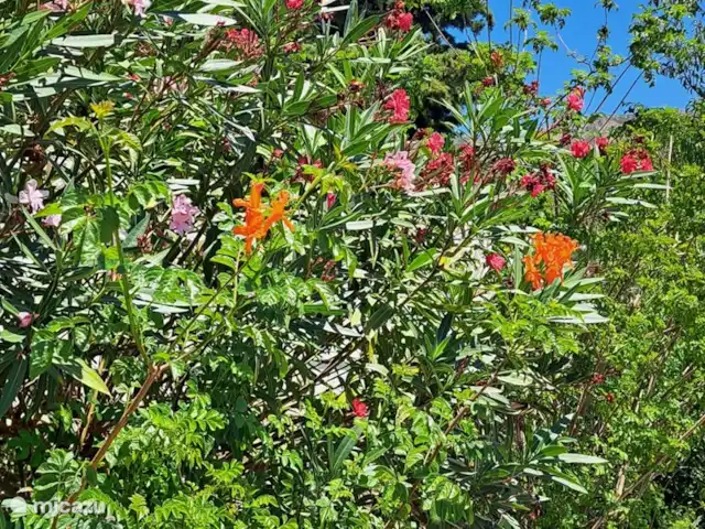 Villa las Flores Apartamento en España, Andalucía, Cómpeta - apartamento Jardín de impresiones