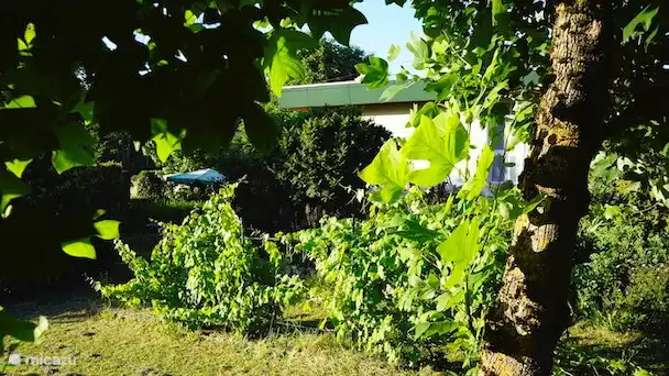 Garten mit Weinreben