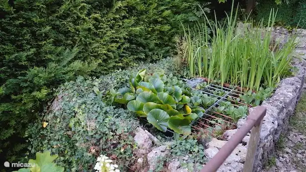 Teich mit Goldfischen. Sicher für Kinder.