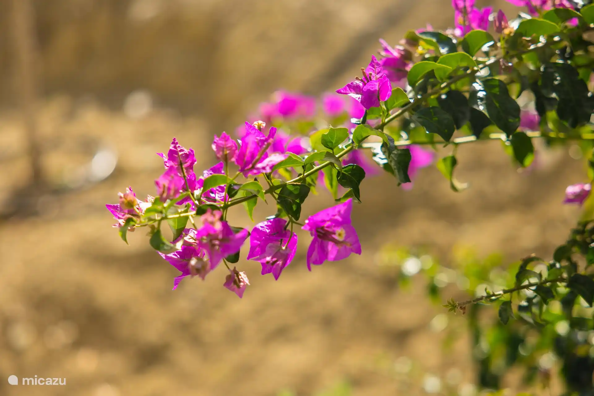 Bougainvillea