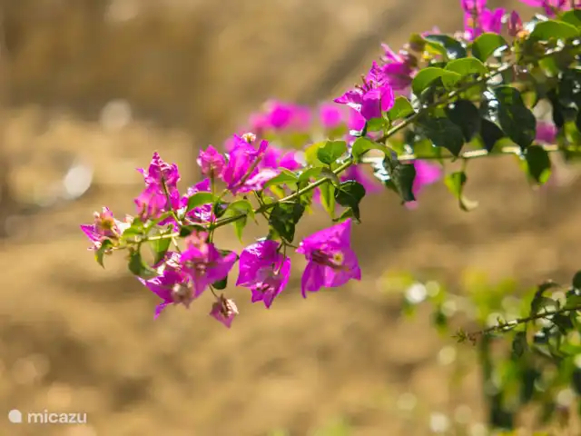 villa huren in Griekenland, Centraal Griekenland, Paleros – Villa Theresa Bougainvillea