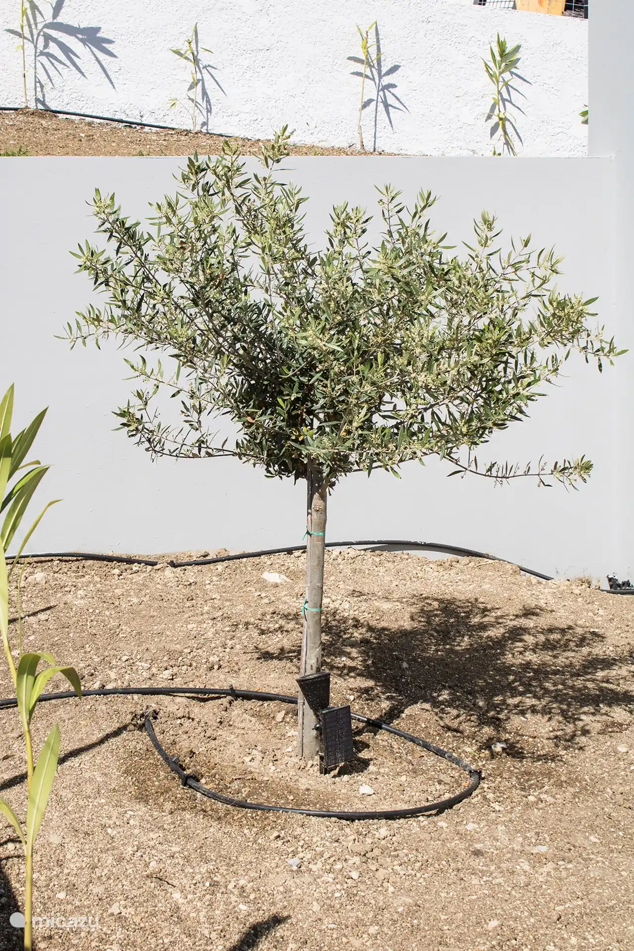 Griechischer Olivenbaum