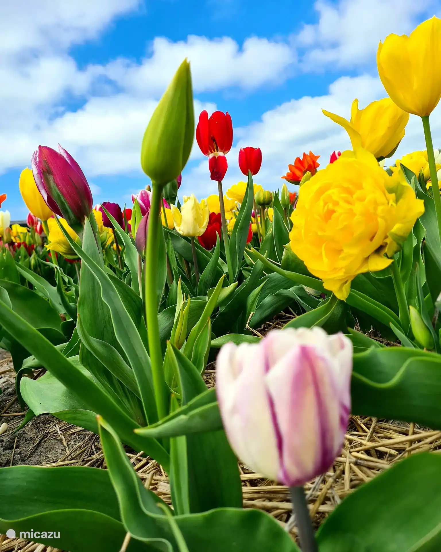 Etwa von Mitte April bis Mitte Mai gibt es in den blühenden Blumenzwiebelfeldern eine Explosion der Farben. Es startet früher und läuft etwas länger. 
