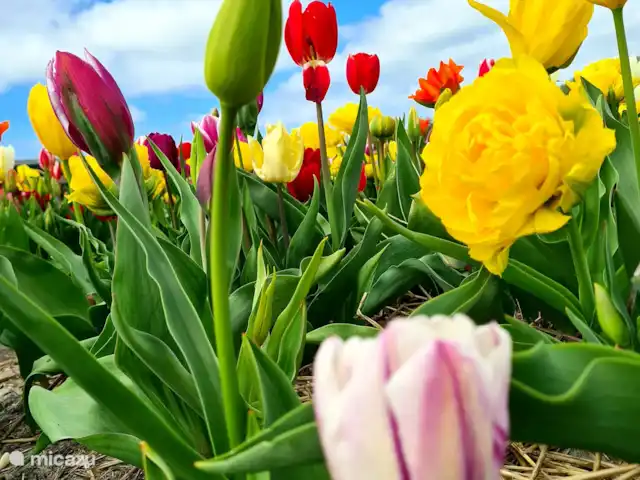 `t Bullekroffie Bonte Koe 1 huren in Nederland, Noord-Holland, Oudesluis - vakantiehuis Rond half april tot half mei is het 1 kleurexplosie door de bloeiende bollenvelden. Het begint al eerder en loopt ook wat langer.
