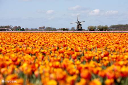 Beautiful flower bulb fields in the months of April and May