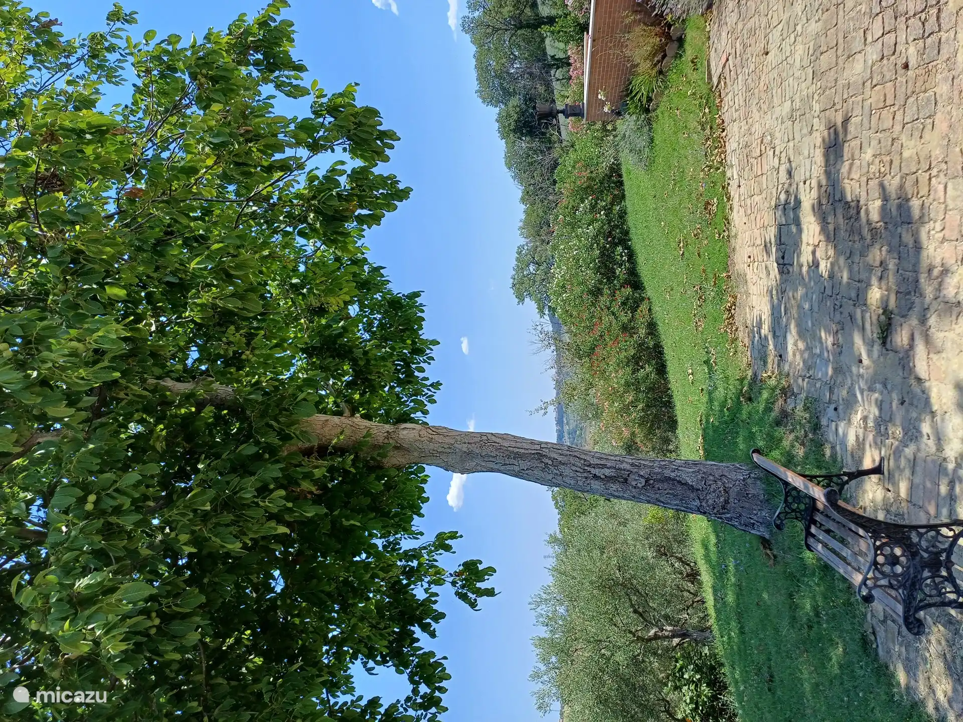 Unser alter Walnussbaum