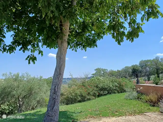 vakantiehuis huren in Italië, Marche, Tolentino – La Serenissima Onze oude okkernotenboom