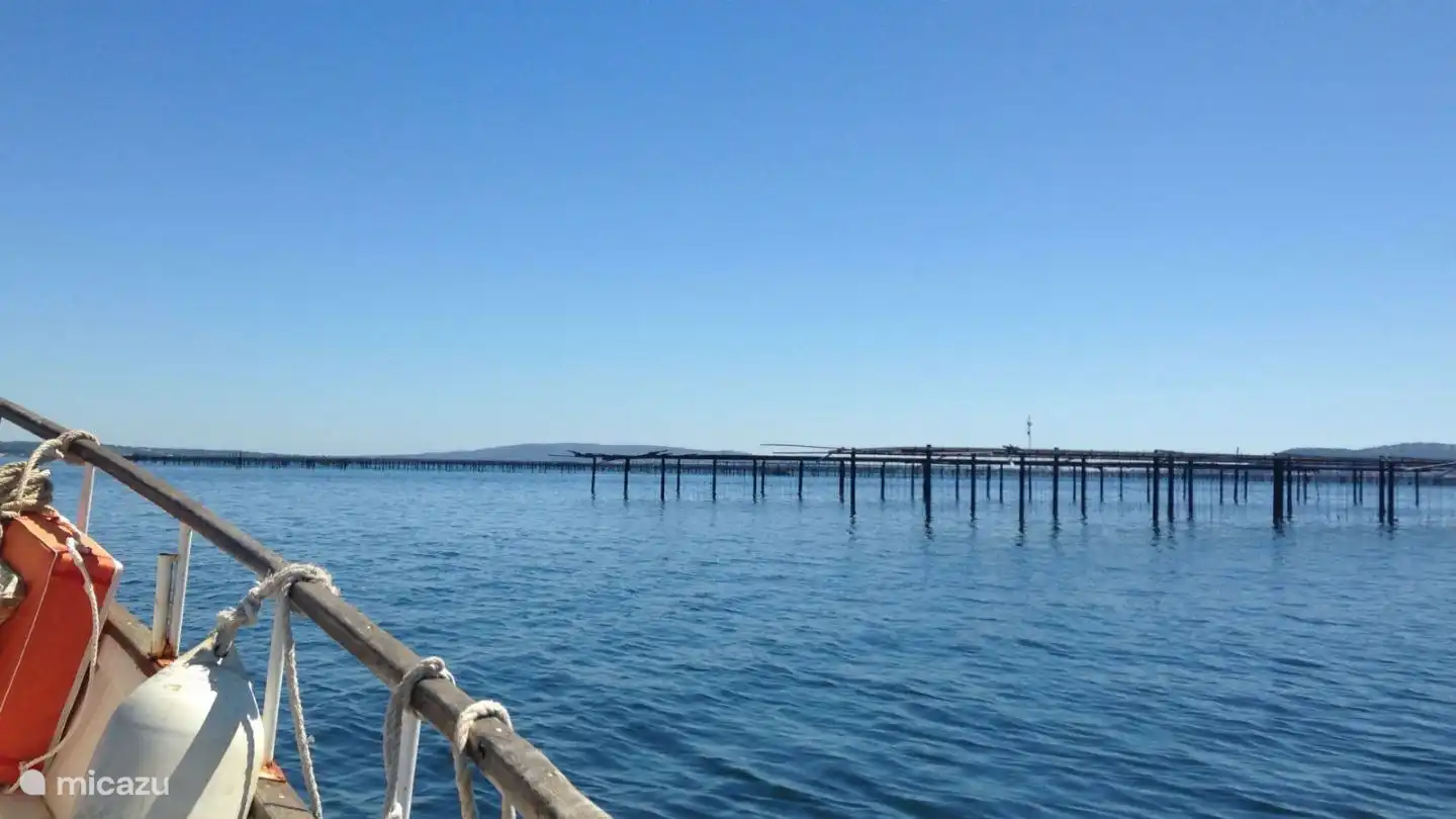 Die Austernbänke des Etang de Thau. 